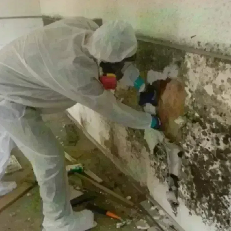 Mold Remediation and Removal in Marshall County, WV